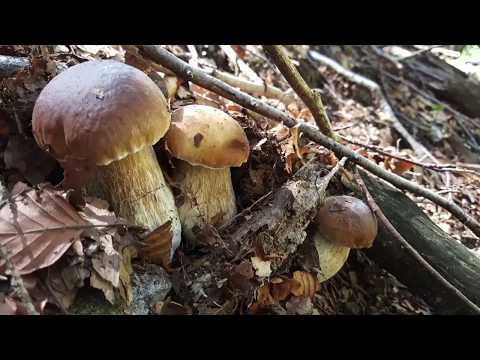 Video: Come Coltivare I Funghi Porcini In Cantina