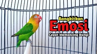 Lovebird NGEKEK PANJANG Bangkitkan Emosi, Memancing Lovebird DIAM Jarang Bunyi Langsung NYAUT
