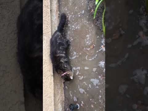 This cat just loves playing in the rain water, part 2