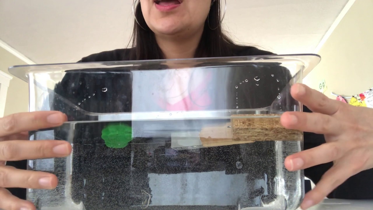 what-happens-when-wood-gets-wet-with-ms-micaela-youtube