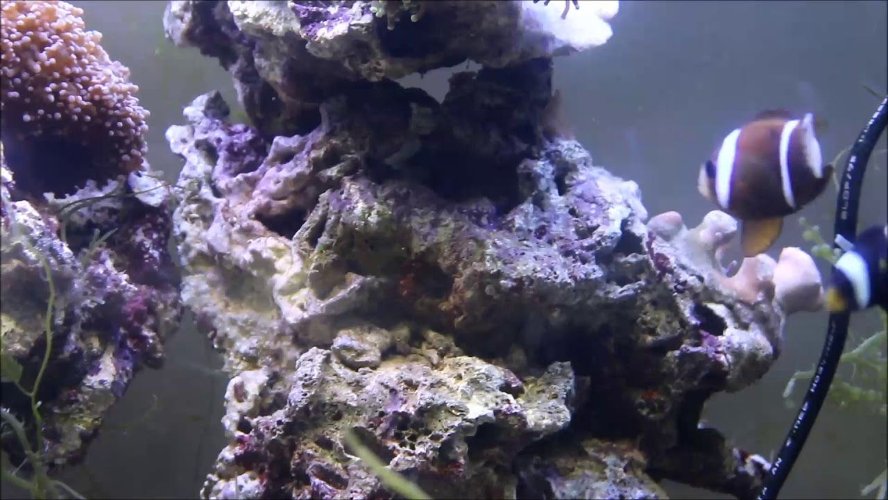camera iphone 8 plus apk 澳洲藍帶小丑亞成魚 Barrier reef anemonefish subadult 6K