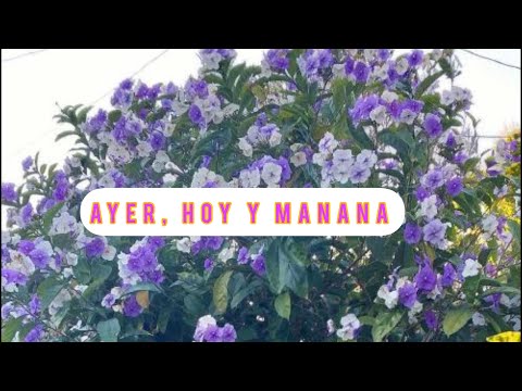 Video: Sin flores ayer, hoy y mañana: cómo arreglar las plantas de Brunfelsia que no florecen