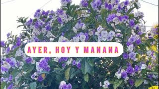 UNA PLANTA CON FLORES QUE CAMBIAN DE COLOR | AYER, HOY Y MANANA | BRUNFELSIA PAUCIFLORA