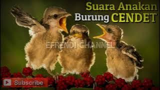 SUARA ANAKAN BURUNG CENDET MINTA LOLOH