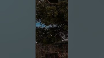 (إِن اللَّه وَمَلَائِكَتَه يُصلون عَلَى النبِيِّ ۚ يَا أَيُّهَا الذين) بصوت القارئ عبد المحسن القاسم