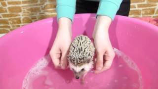 Видео Купаем ежика!! SPA for Hedgehog (автор: July Pets)