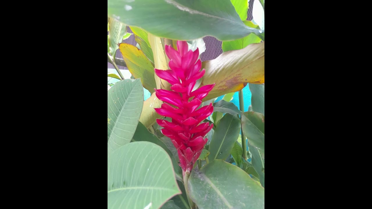 Tarika Ny Mpivahiny - Raha toronao