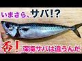 今さらサバ!?否!深海サバは違うんだ