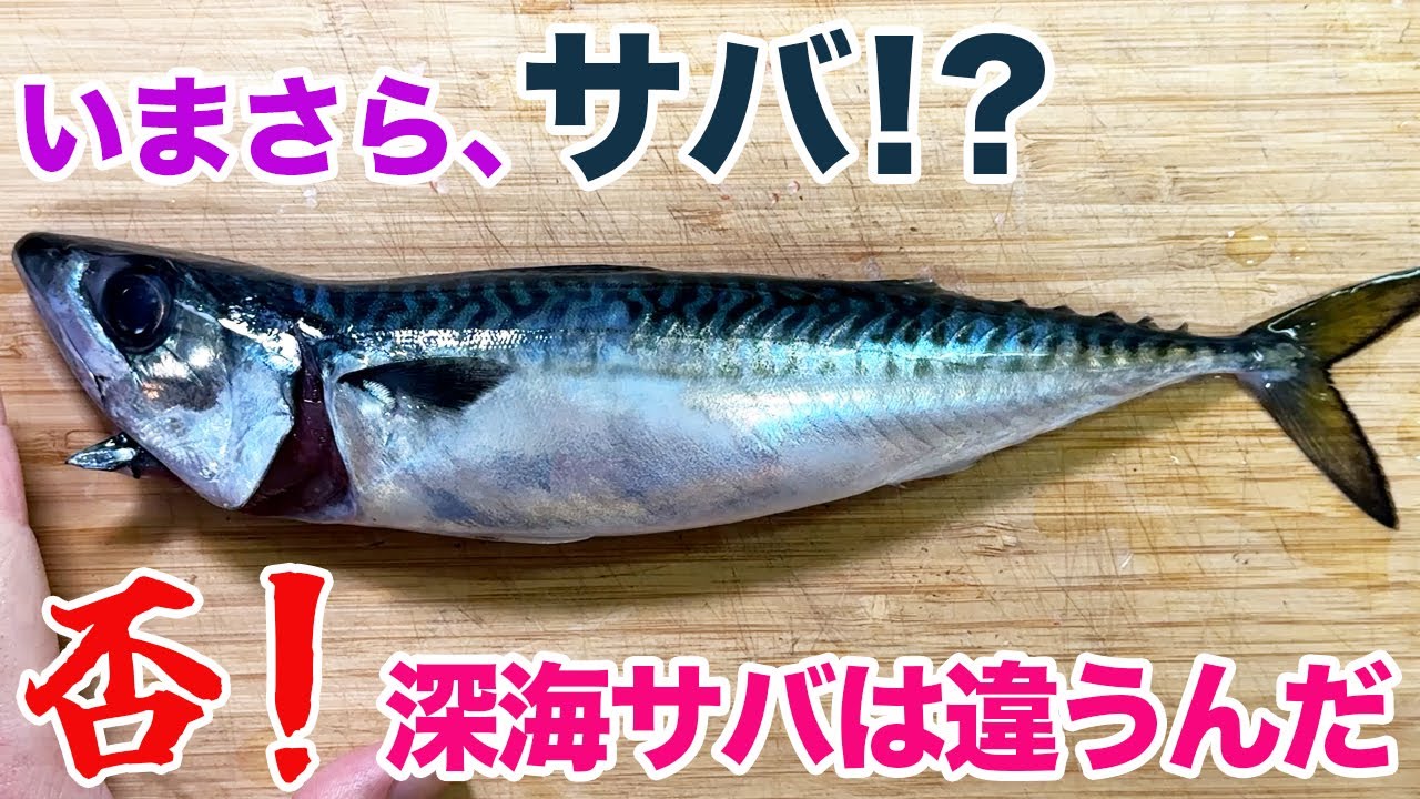 今さらサバ！？否！深海サバは違うんだ