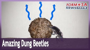 Nature’s road cleaners: Dung beetles navigate by sun, moon and stars