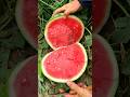 Watermelon is very sweet and delicious. #2026 #fruit #delicious #watermelon #viral #shorts