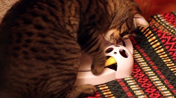 Frolicat Pounce | Interactive Cat Toy