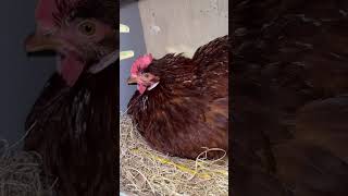 Download Lagu she was NOT giving up those eggs.... agathas going in stew TONIGHT ! #eggcollecting MP3 Download Lagu she was NOT giving up those eggs.... agathas going in stew TONIGHT ! #eggcollecting MP3