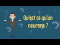 5  le neurone 13  quest ce quun neurone 