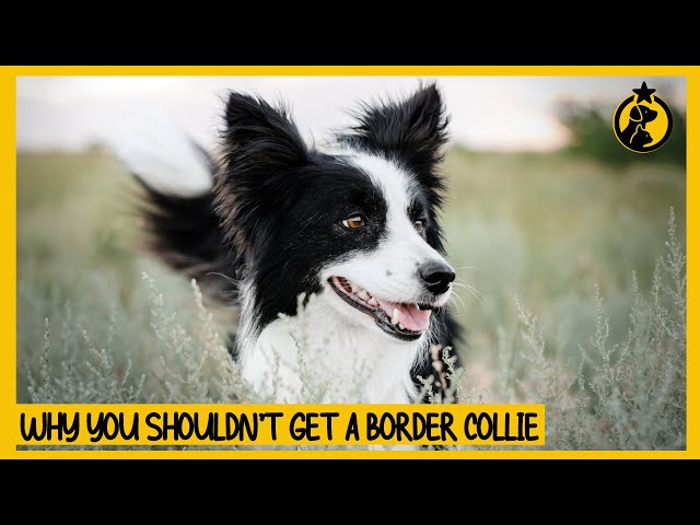 Border Collies: 5 Reasons We Love Them