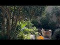 犬語で会話