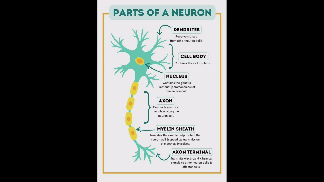Parts Of a Neuron 