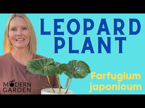 Video: Farfugium Luiperdplantinligting: Hoe om Luiperdplante in die tuin te versorg