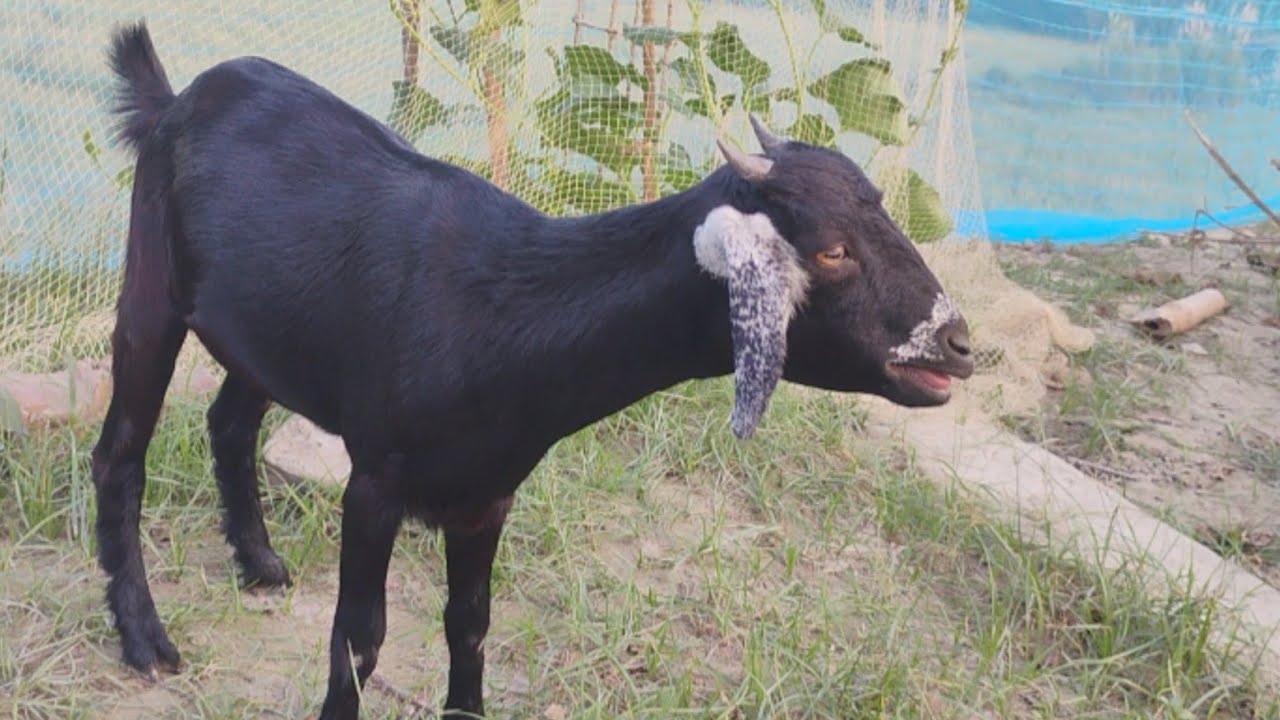 Goat Making Sweet Voice 🎤 | Natural Animal Sound