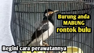 The most complicated way to care for birds that are moulting/shedding feathers, the results are s...