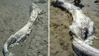 Ungeheuer von Loch Ness / Tot ?