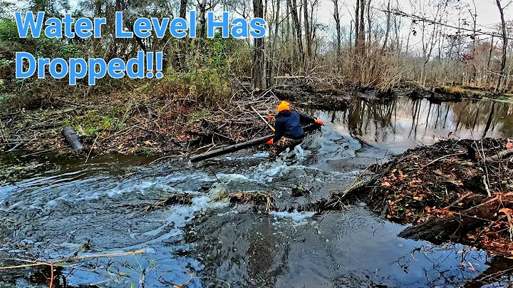 BEAVER DAM REMOVAL! || Mega Beaver DAM Water Has D...