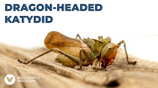 Dragon Headed Katydid | Invertebrate De-Ickification | Butterfly Pavilion