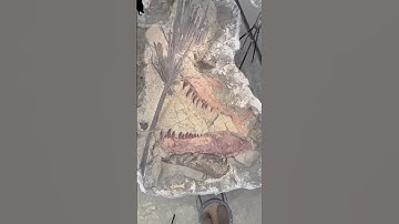 Turtle Fossil from Dinosaur Era