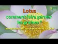 Le lotus comment faire germer ses graines 