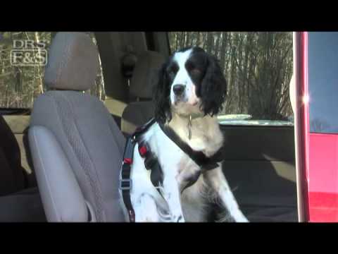 The Complete Guide To Dog Seat Belts - PawSafe