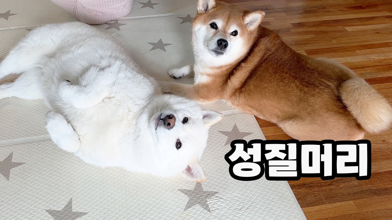 시바견이 마냥 귀엽기만 한건 아닙니다 ㅋㅋ