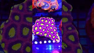 Coral 32 WhatsApp(797240049) #rafakoralowa #korallen #reeftank #akwarystykamorska #riffaquarium