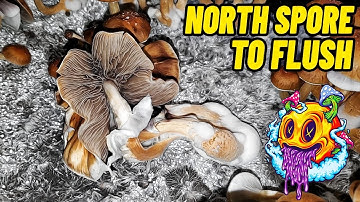 Spore To Flush - North Spore Boomr Bag Kit S1 | Complete Beginner