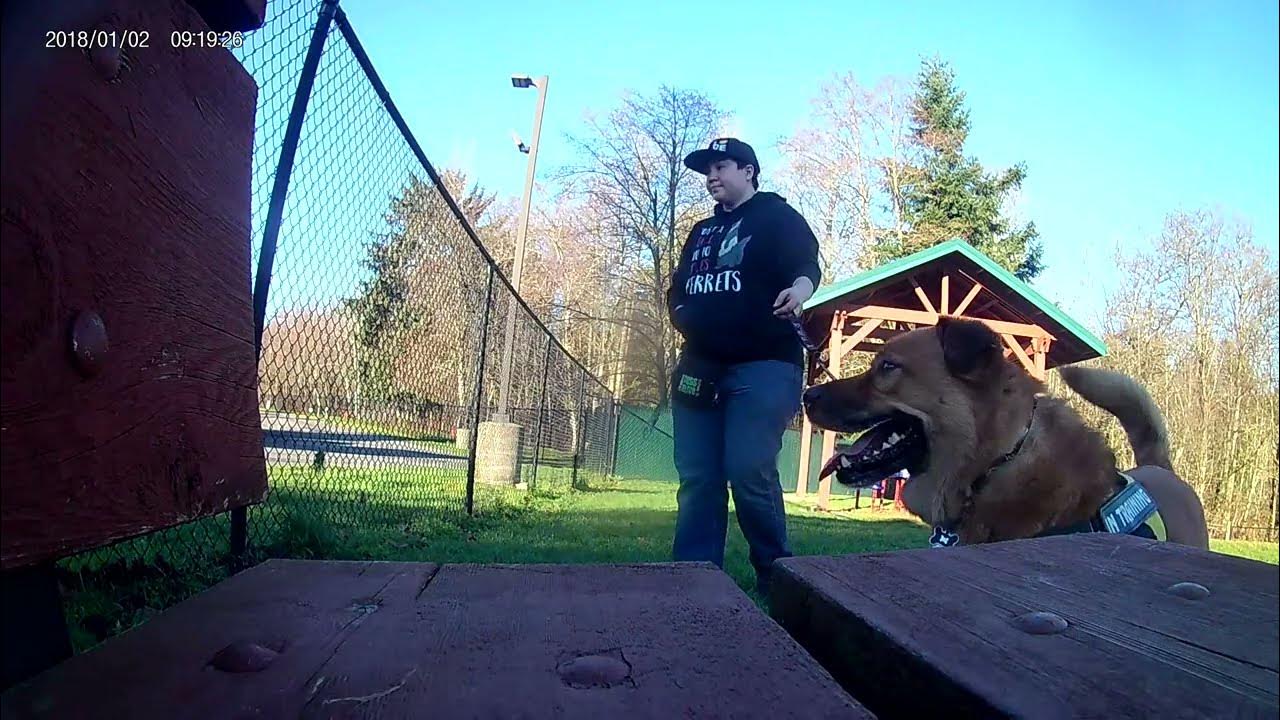 Dog Training With Reactive Dog Fence and Dog Reactivity YouTube