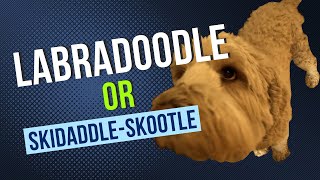 Labradoodle or Skiddadle-Skootle