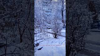 Волгоградская зима...