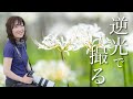 【逆光で撮ると彼岸花がこんなに変わる🌸】光を読んで撮影♪