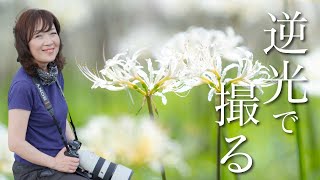 【逆光で撮ると彼岸花がこんなに変わる🌸】光を読んで撮影♪