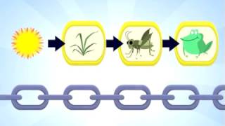 Food Chain Cartoon: Video