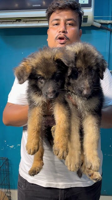 german-shepherd-puppies-sell-low-price-youtube
