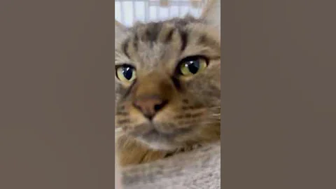 Video 11693671: siberian forest cat