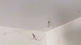 Cellar spider hanging out with small cellar spider
