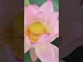 #연꽃 #Lotus
