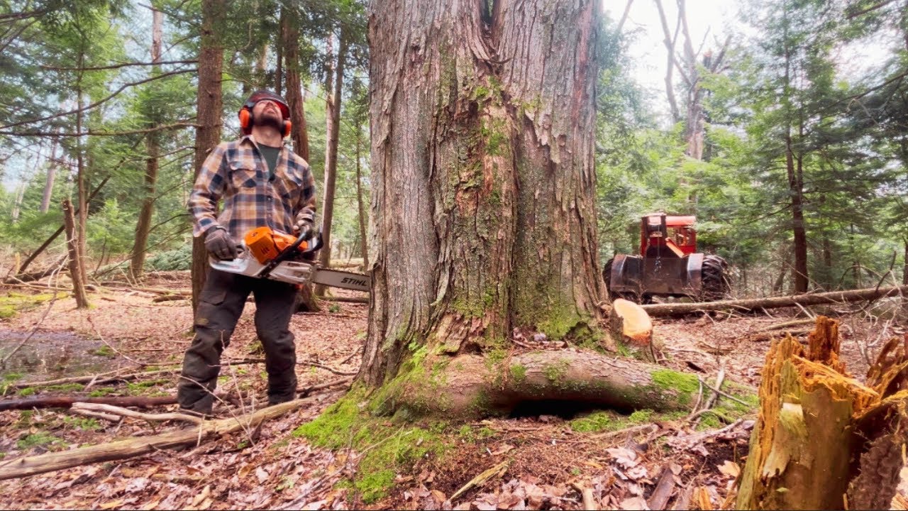 Before cutting double trees, watch this