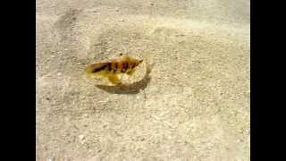 Little salfwater fish