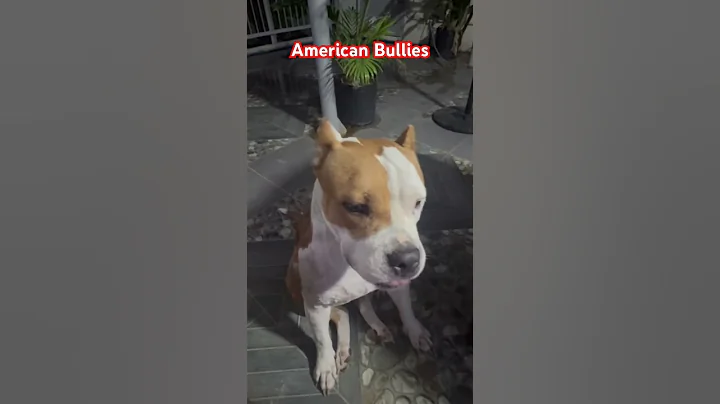 Our AMERICAN Bully In The PHILIPPINES  Name ELLIE ❤️🔥 #americanbully #dogs