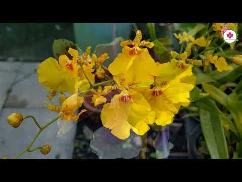 Cách Trồng Và Chăm Sóc Lan Vũ Nữ | Nhựt Orchids | Foci