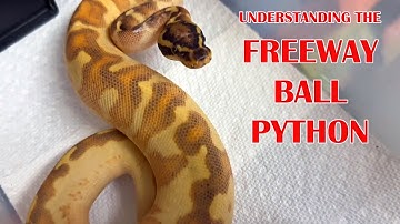 HOW TO MAKE THE BEST-LOOKING FREEWAY BALL PYTHONS!
