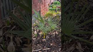 Serenoa Repens Planted