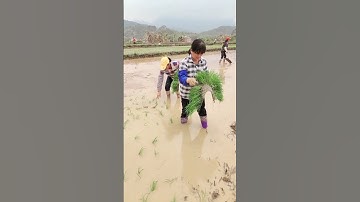 Cấy lúa nhanh #shortsfeed #shots #farming